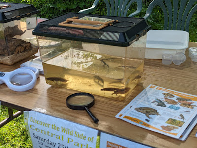 Wirral Amphibian and Reptile group featured newts from the Butterfly Park pond