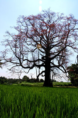 bali blossom