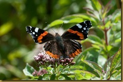 Red Admiral, Vanessa atalanta