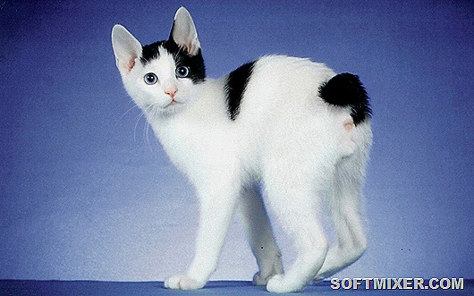 japanese_bobtail2