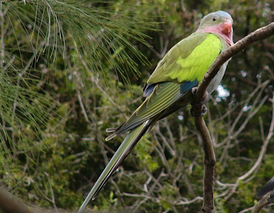 Parrot is most beautiful bird in the world