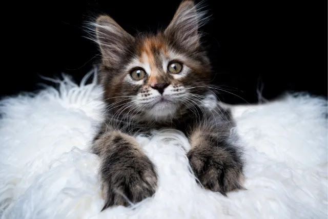 peut-on-laisser-un-chaton-maine-coon-seul