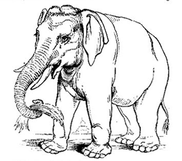 Koleksi Gambar Gajah Keren