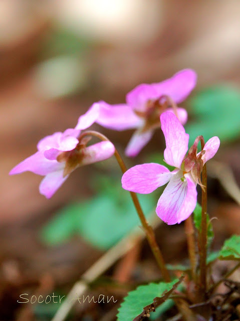 Viola tokubuchiana