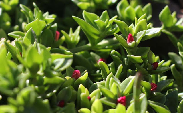 Aptenia Cordifolia Flowers Pictures