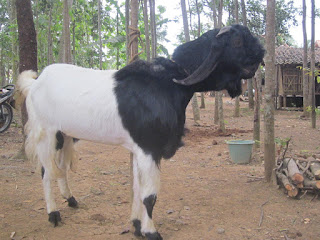 peluang usaha ternak kambing