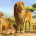 5 lion wallpaper  You Should Know