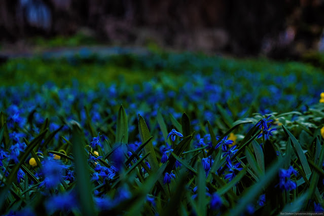 Синие цветочки на зеленой полянке