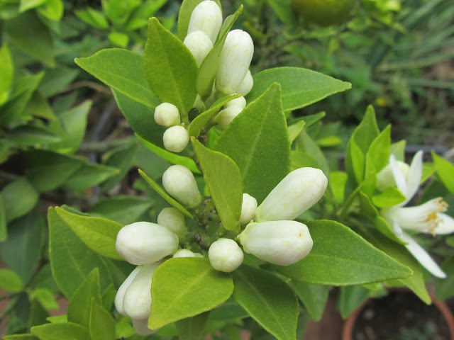 Boccioli Chinotto