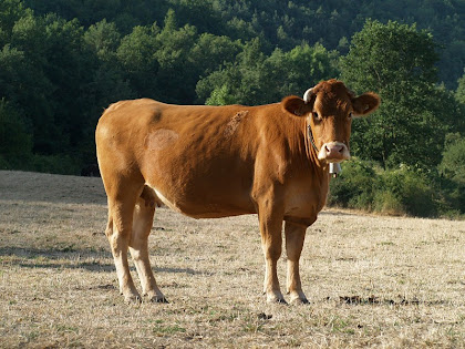 Vaca a la zona de la boixeda