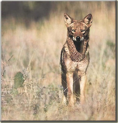 Coyote_117-Portrait_on_desert_bush