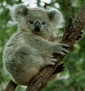 koala australia animal pets wallpaper