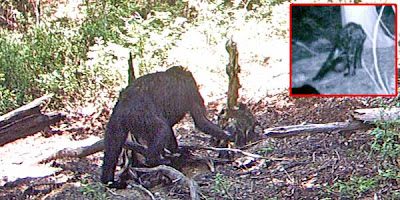 Foto Kemunculan Bigfoot Kembali Ramai Diinternet