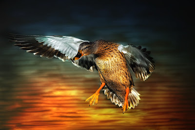 Un pato aterrizando - A landing duck