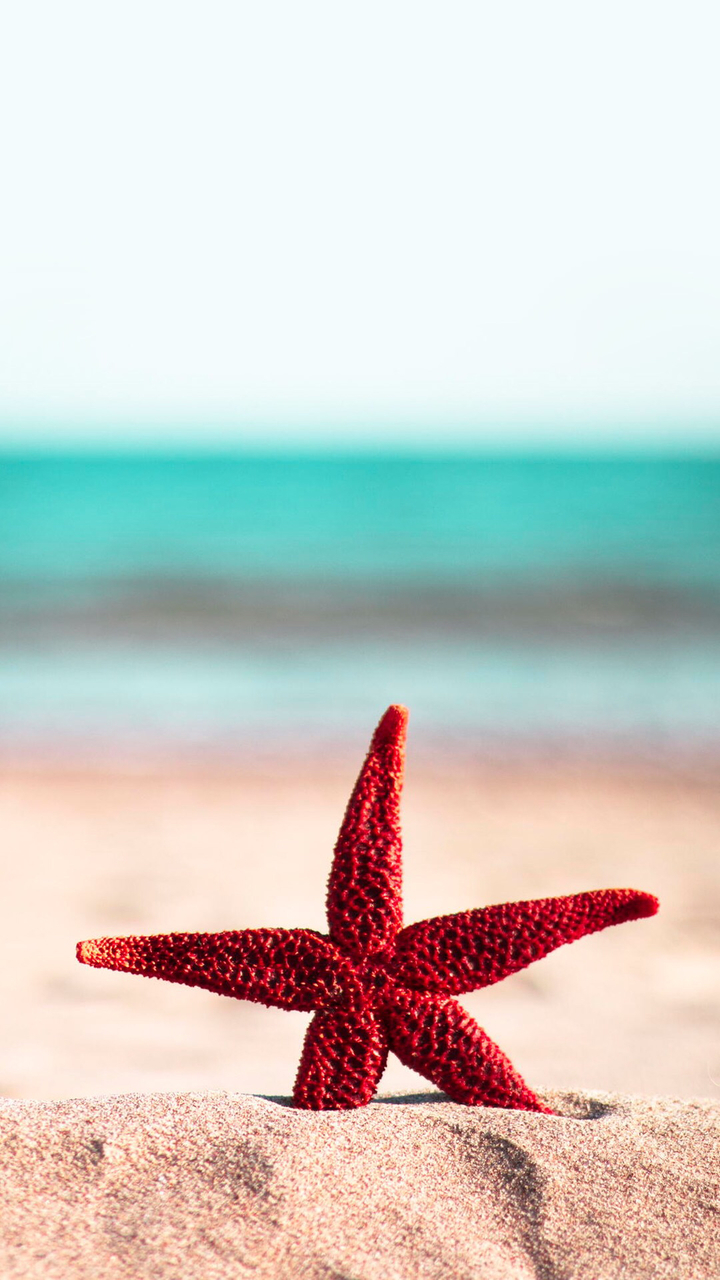 Download Wallpaper Red Sea Star, Hd, 4k Images. 