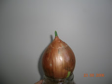 Raising Onion