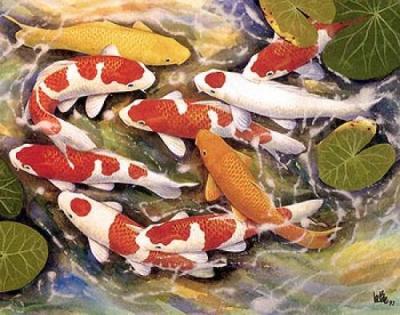 Koi in Japan simply means carp which indicates affection or love so 