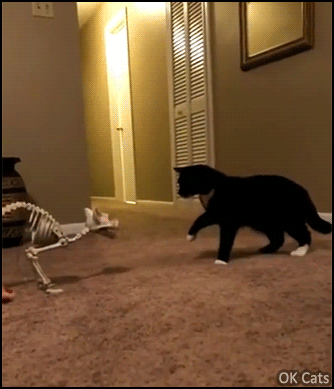 Funny Cat GIF • Curious and fearful cat startled by cat skeleton with red flashing eyes [ok-cats.com]