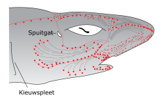 Electroceptie in haaien