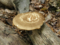 Polyporus arcularius