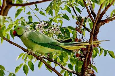 Rose-ringed Parakeet - resident