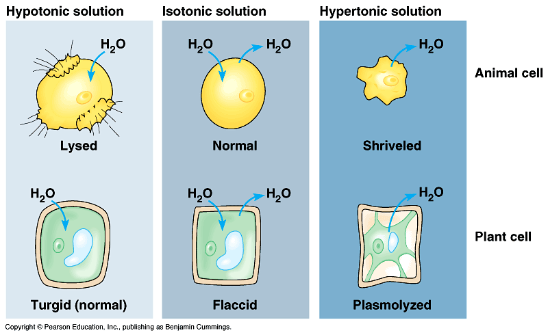 animal cell osmosis