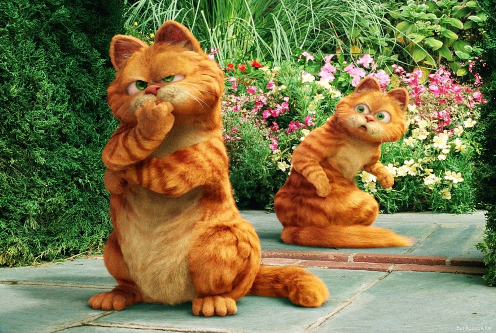 Wallpaper Lucu Gambar Kucing  Garfield  Terbaru 2021 Kata 