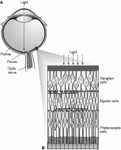 Photoreceptors