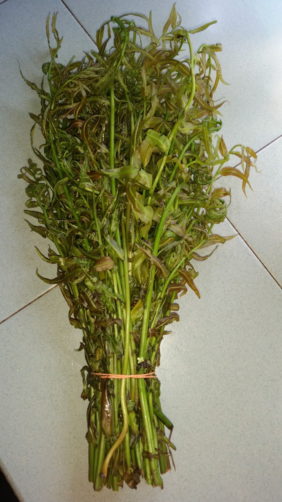 Warisan Petani Pokok Paku Midin 