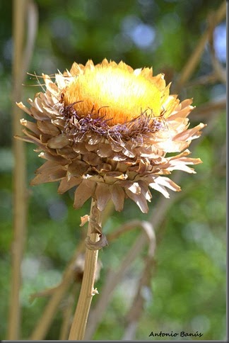 4_DSC0544X1