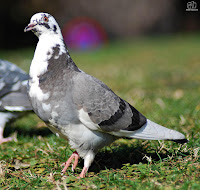 Paloma bravía (Columba livia)​