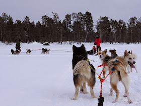 Husky Sled on Lake Inari, Finland