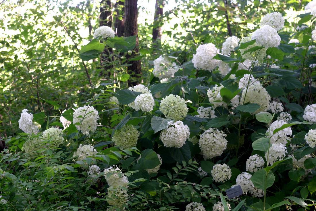  hydrangea hydrangea candida chine hydrangea caudatifolia chine