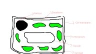 Simple Plant Cell Model Project - Animal Cell Model Science 3d Project Model For Students Animal Cell Project Animal Cell 3d Youtube / The current article provides an easy way to build plant cell model.