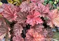 Heuchera Peachberry Ice - Peachberry Ice Coral Bells care
