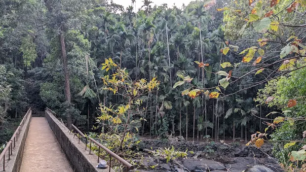 Areca plantation forest