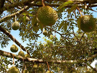 Minum Kopi Setelah Makan Durian, Berbahaya?