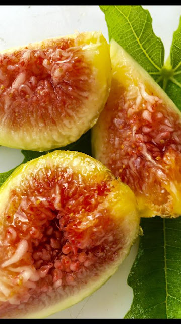 SECALINO DALMATIE Figs