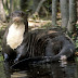 Amazing Sea Otter - Sea Otter Facts, Photos, Information, Habitats, News