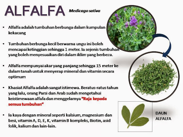 AISY HEALTH AND BEAUTY MALL: BIO VELOCITY ALFALFA CONCENTRATED