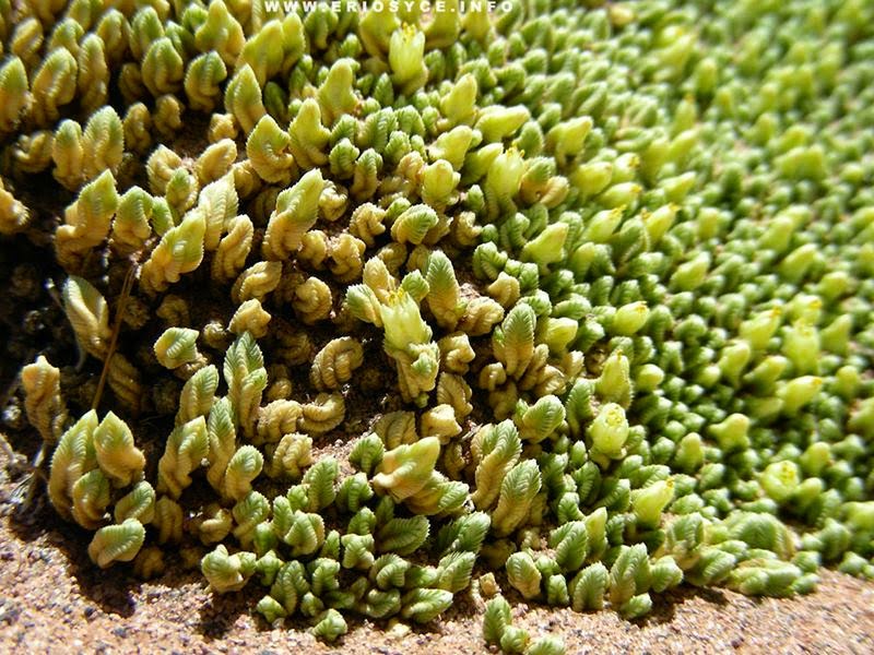 Azorella compacta is a flowering plant in the family Apiaceae native to South America.