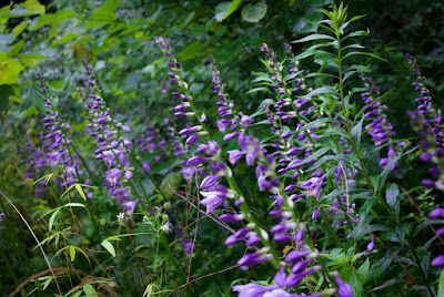 Hosta ventricosa - Blue plantain lily care and culture