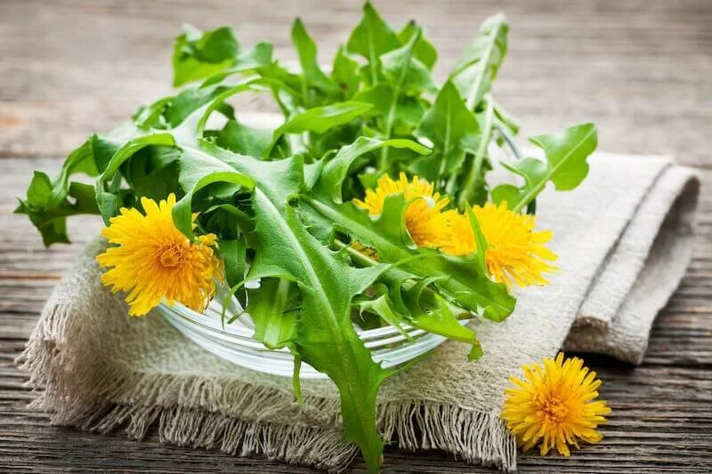 How dandelion activates the liver