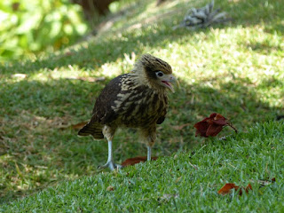 Caracara à tête jaune - Milvago chimachima