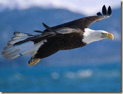 bald-eagle-flight