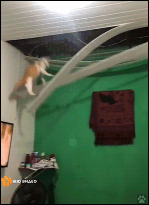 Crazy Cat GIF • Now, it's time to patch whatever hole your curious cat found and repair your poor ceiling!