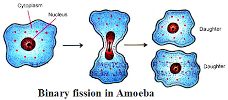 Binary fission, reproduction, asexual reproduction