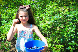 Blueberry picking