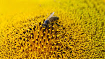 This photo shows a bee sitting on a sunflower and pollinating it. A bee collects nectar from a flower. Her hairy body contrasts with bright yellow sunflower petals.