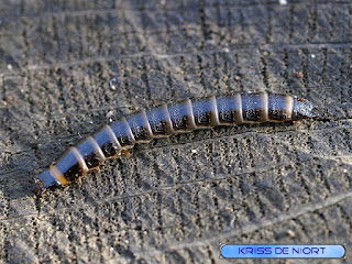 Myriapodes non identifiés - Myriapodes de France